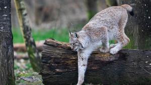 Белият призрак на средиземноморската гора: Заснеха рядък иберийски рис
