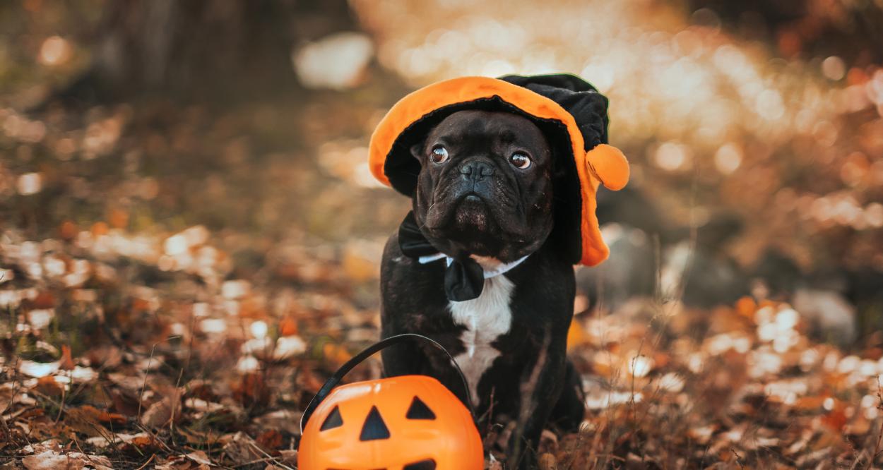куче Хелоуин