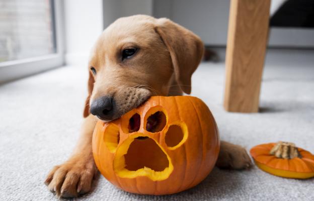 куче Хелоуин