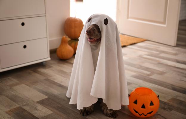 куче Хелоуин