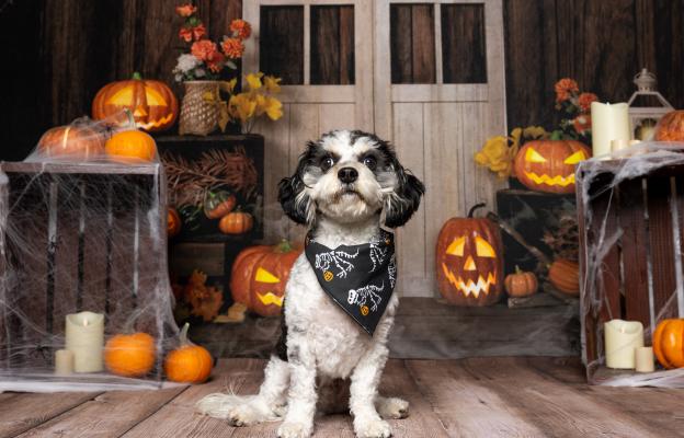 куче Хелоуин