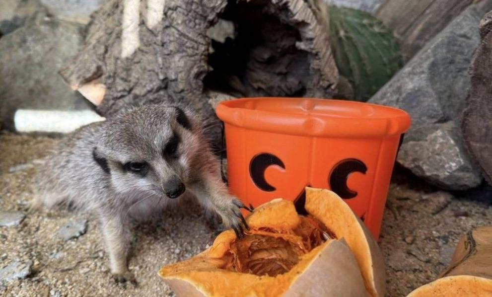 В зоопарка в Бургас вече е страшно сладко, празнично и тиквено.Зоопарк-БургасСурикатите