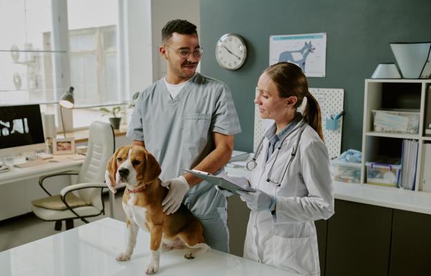 куче с конус