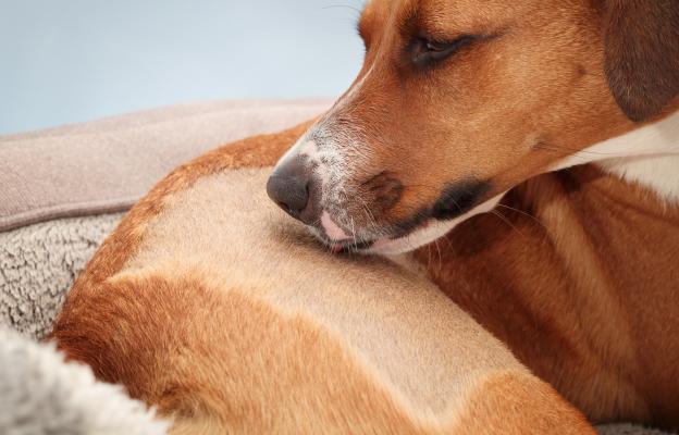 куче с конус