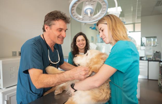 куче с конус