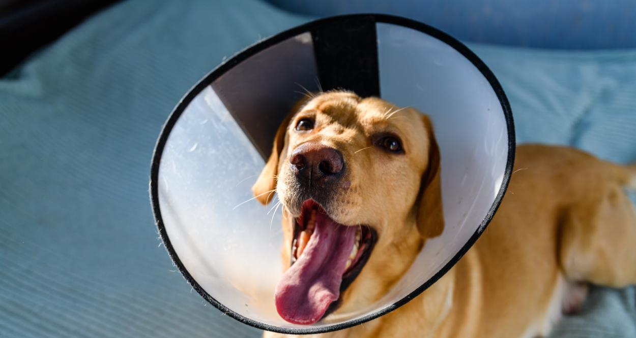 куче с конус