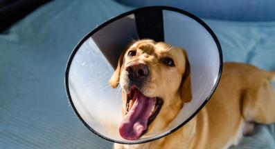 куче с конус