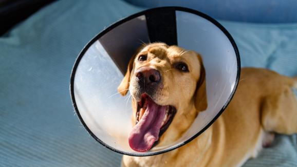 Как да се грижим за кучето си след операция