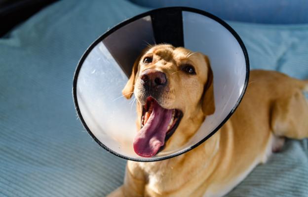 куче с конус