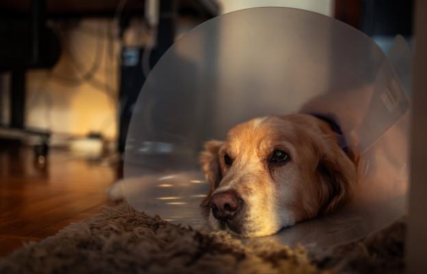 куче с конус