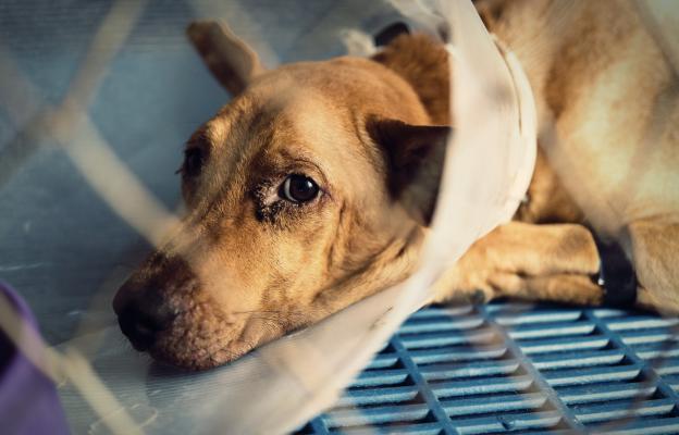 куче операци