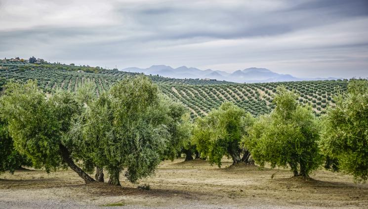 маслини гора