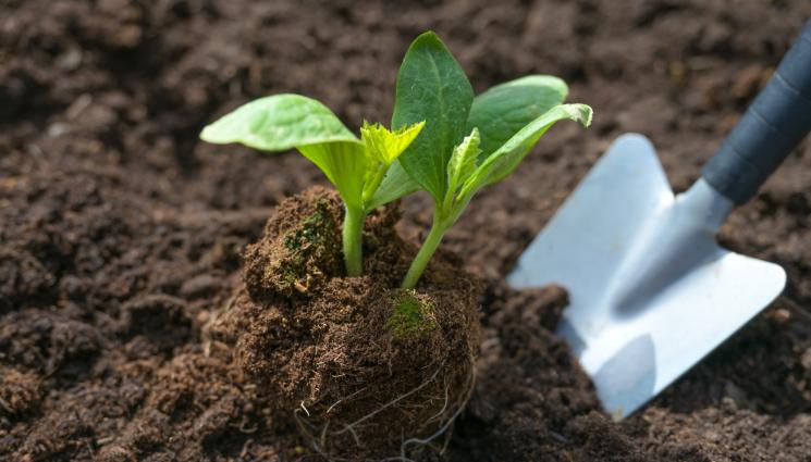 корен - Садим наесен за силни корени напролет