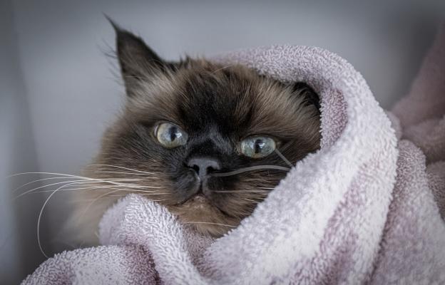 Хималайска котка