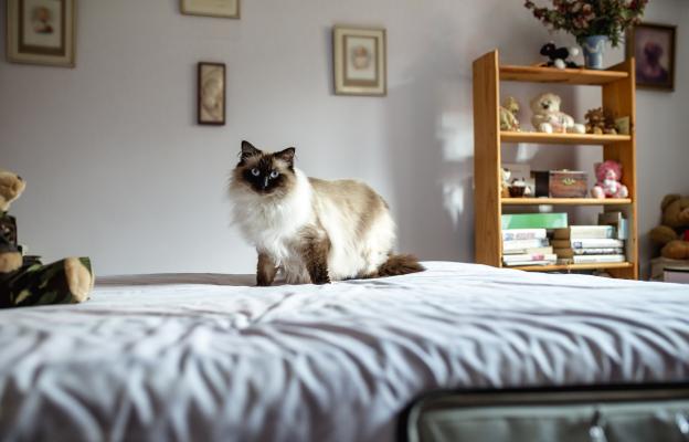 Хималайска котка