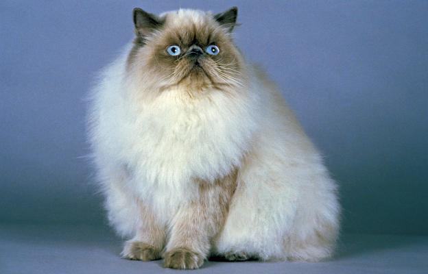 Хималайска котка