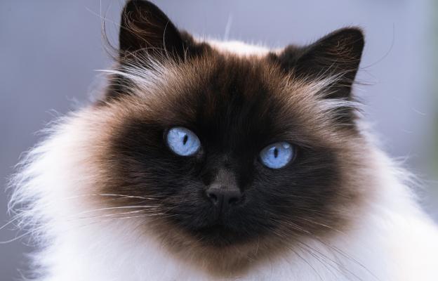 Хималайска котка