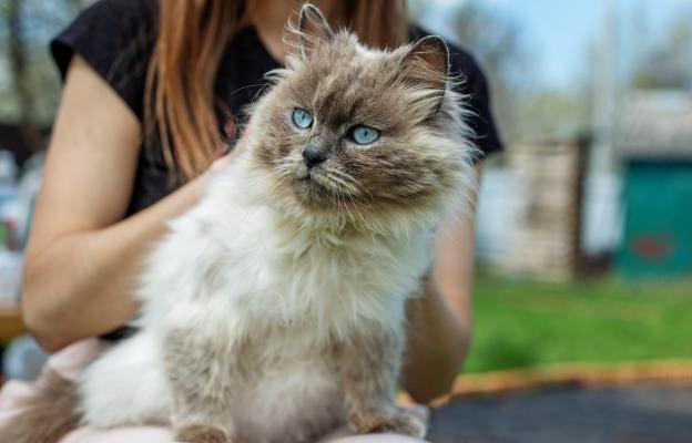 Хималайска котка