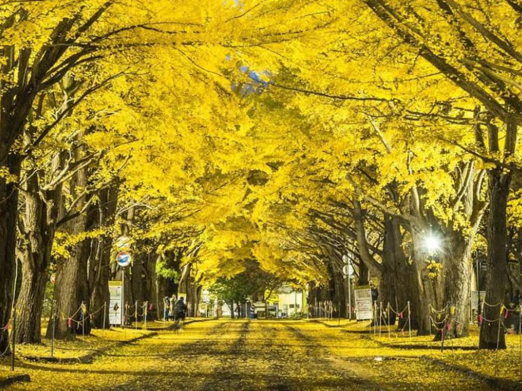 Ноември в Япония