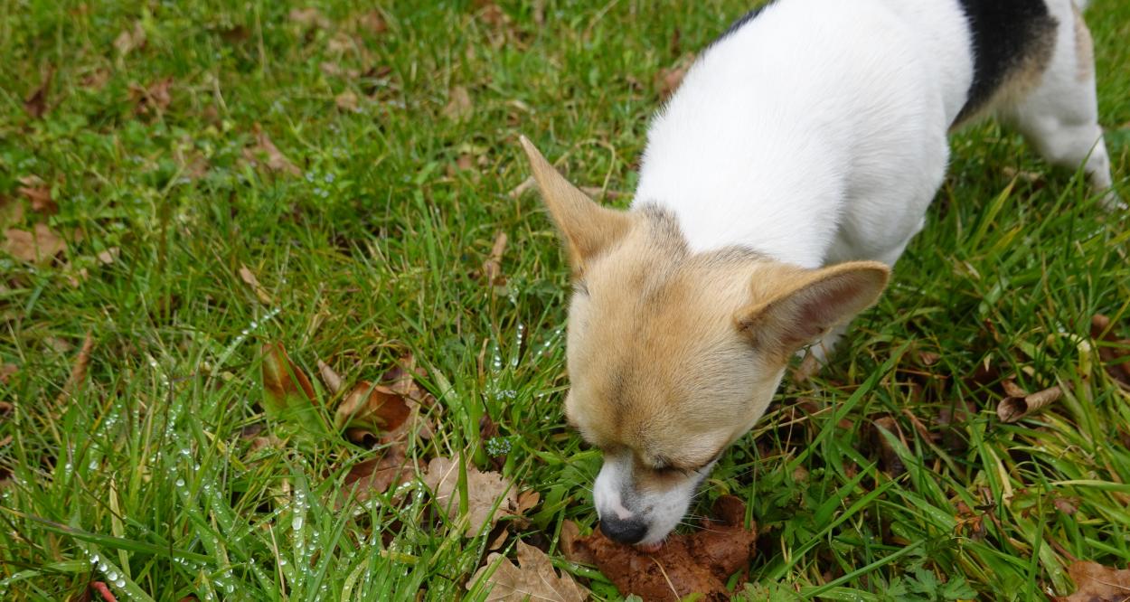 куче яде изпражнения
