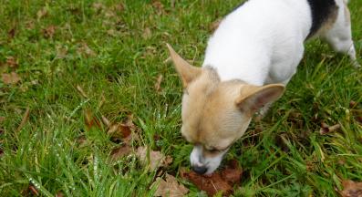 куче яде изпражнения