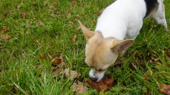 Защо кучето яде котешки изпражнения
