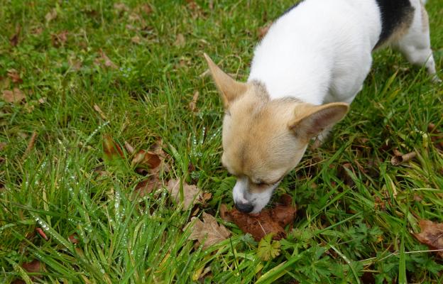 куче яде изпражнения