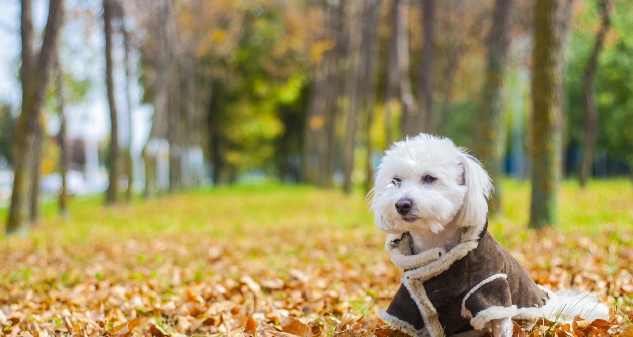 Котон де Тулеар