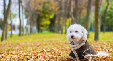 Котон де Тулеар