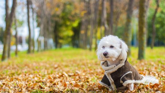 10 любопитни факта за Котон де Тулеар – малкото куче с голямо сърце