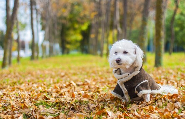 Котон де Тулеар