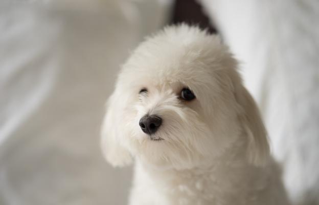 Котон де Тулеар