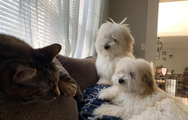 Котон де Тулеар