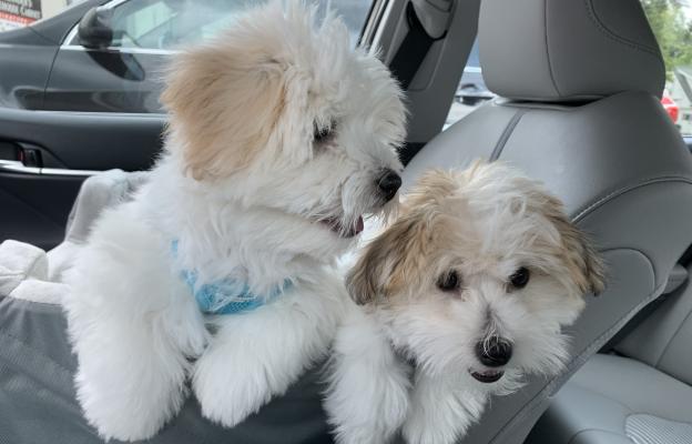 Котон де Тулеар