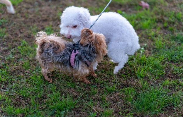 Котон де Тулеар