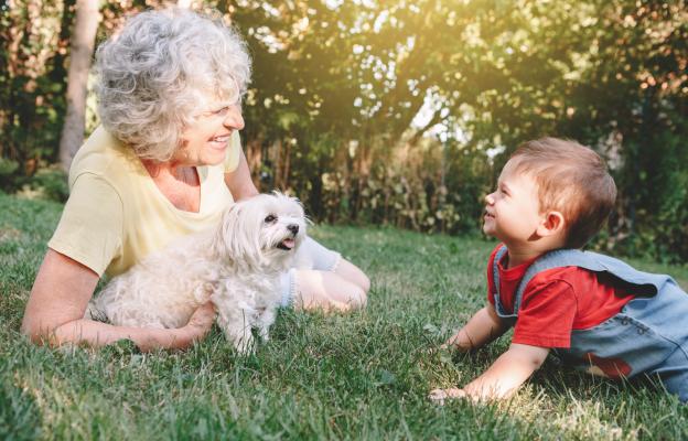 Котон де Тулеар