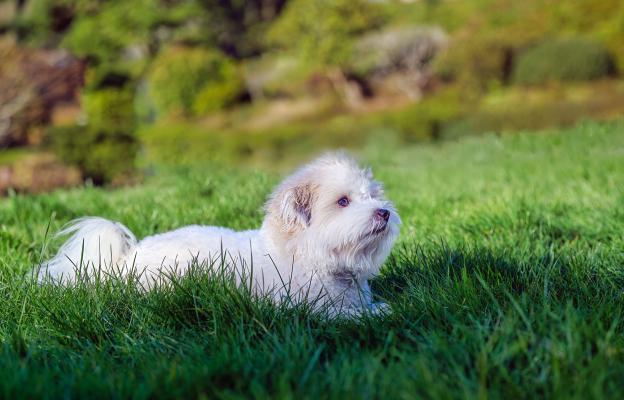 Котон де Тулеар