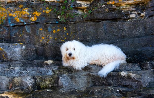 Котон де Тулеар