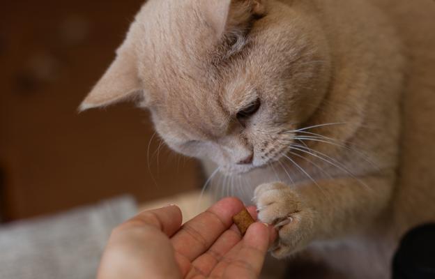 Котка получава добавки