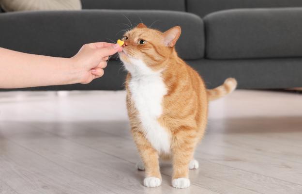 Котка получава добавки