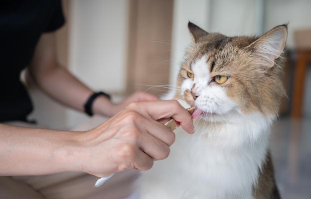 Котка получава добавки