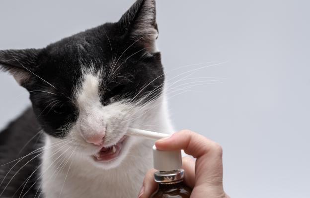 Котка получава добавки