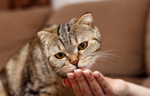 Котка получава добавки