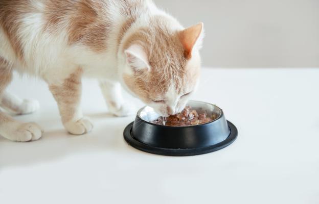 Котка получава добавки