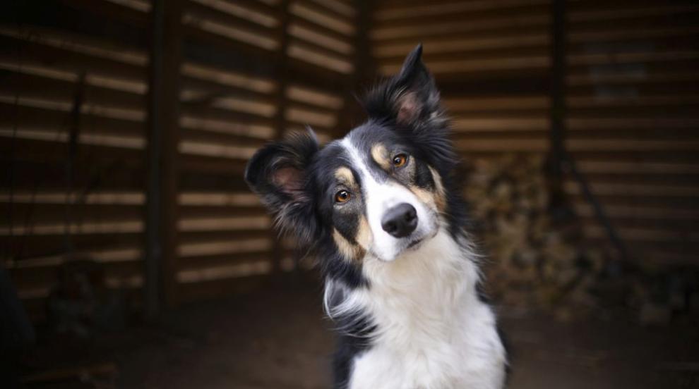 Жестокост срещу животно: Простреляха куче във Врачеш