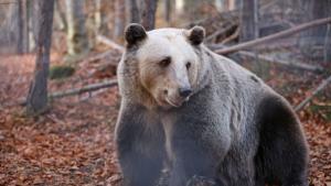 мечка парк Белица