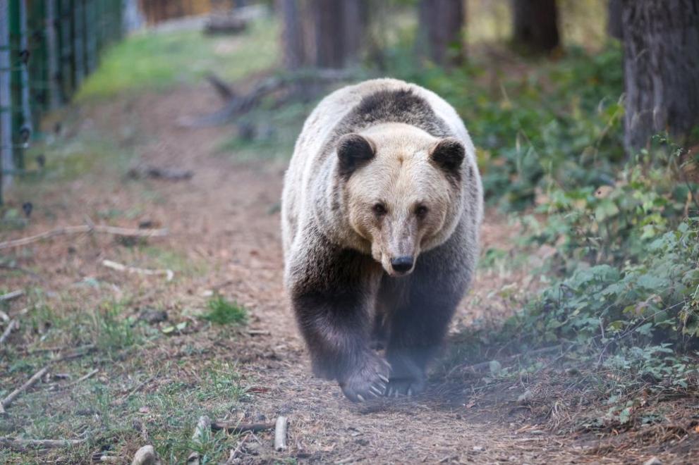 мечка парк Белица