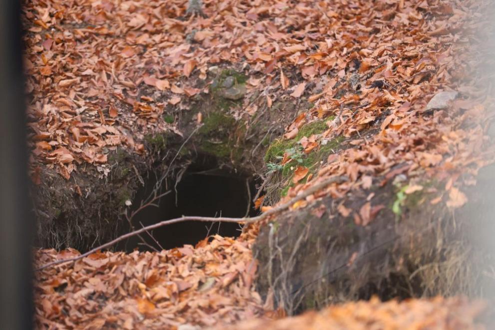 мечка парк Белица