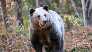 мечка парк Белица
