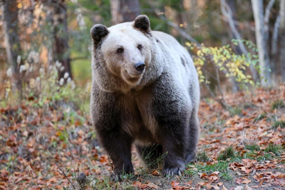 мечка парк Белица